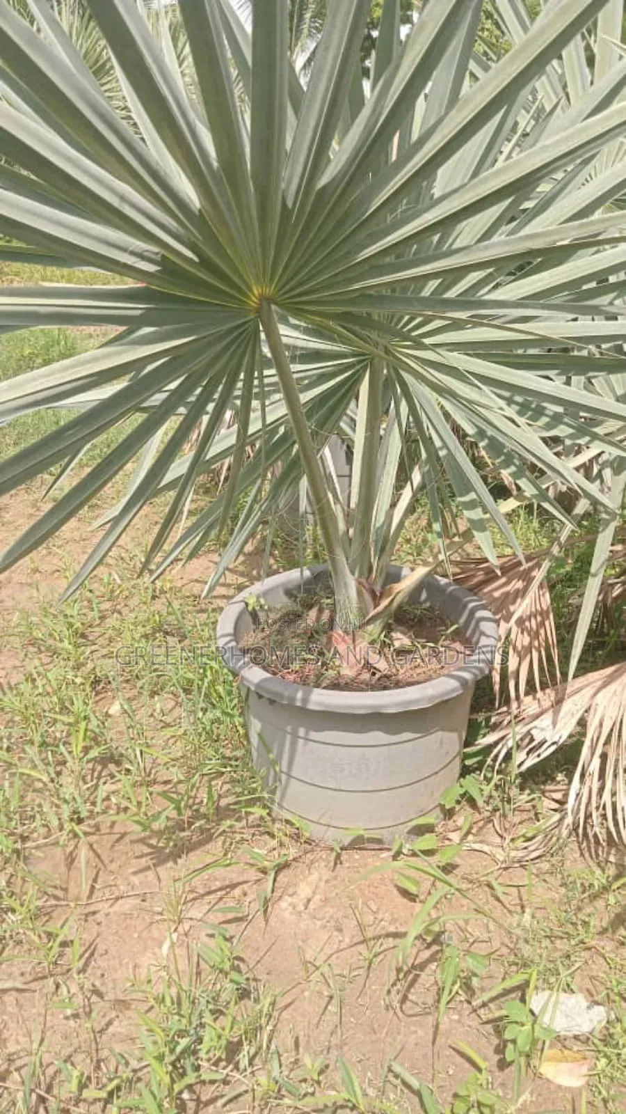 Bismackia Plants