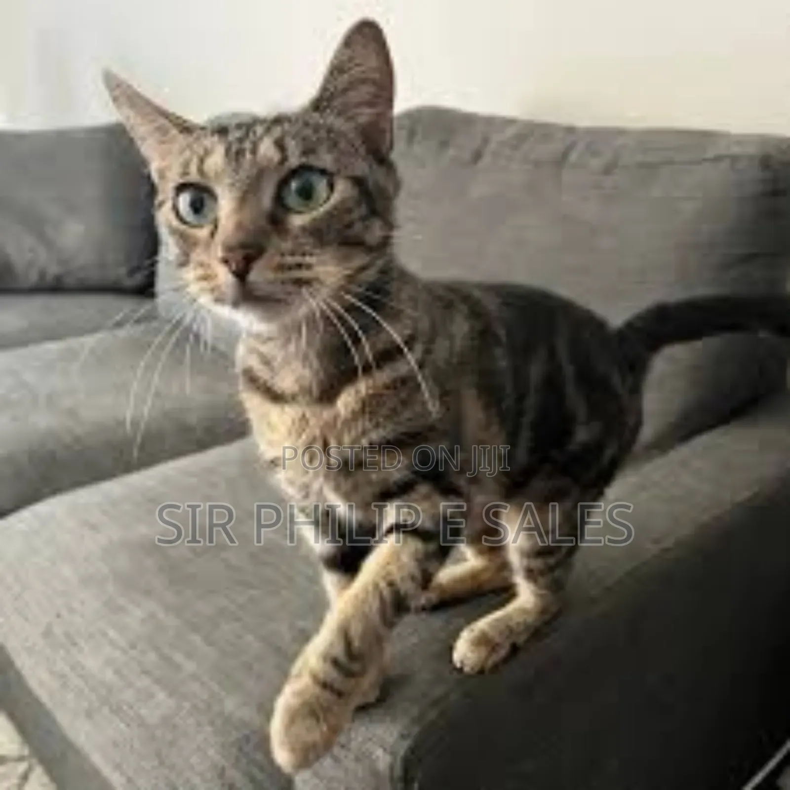 1-3 months Male Purebred Exotic