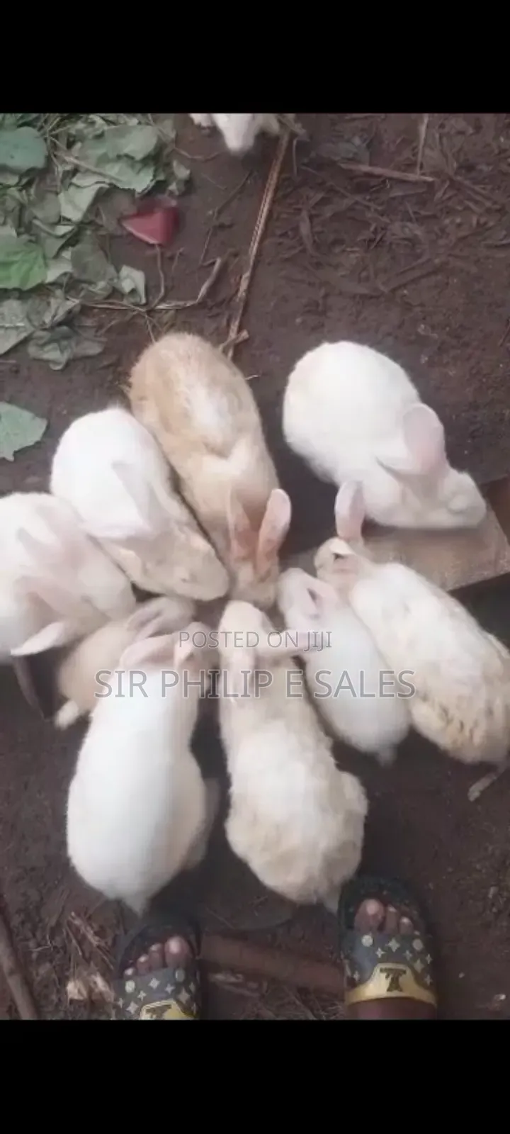 Purebred Rabbit Adult