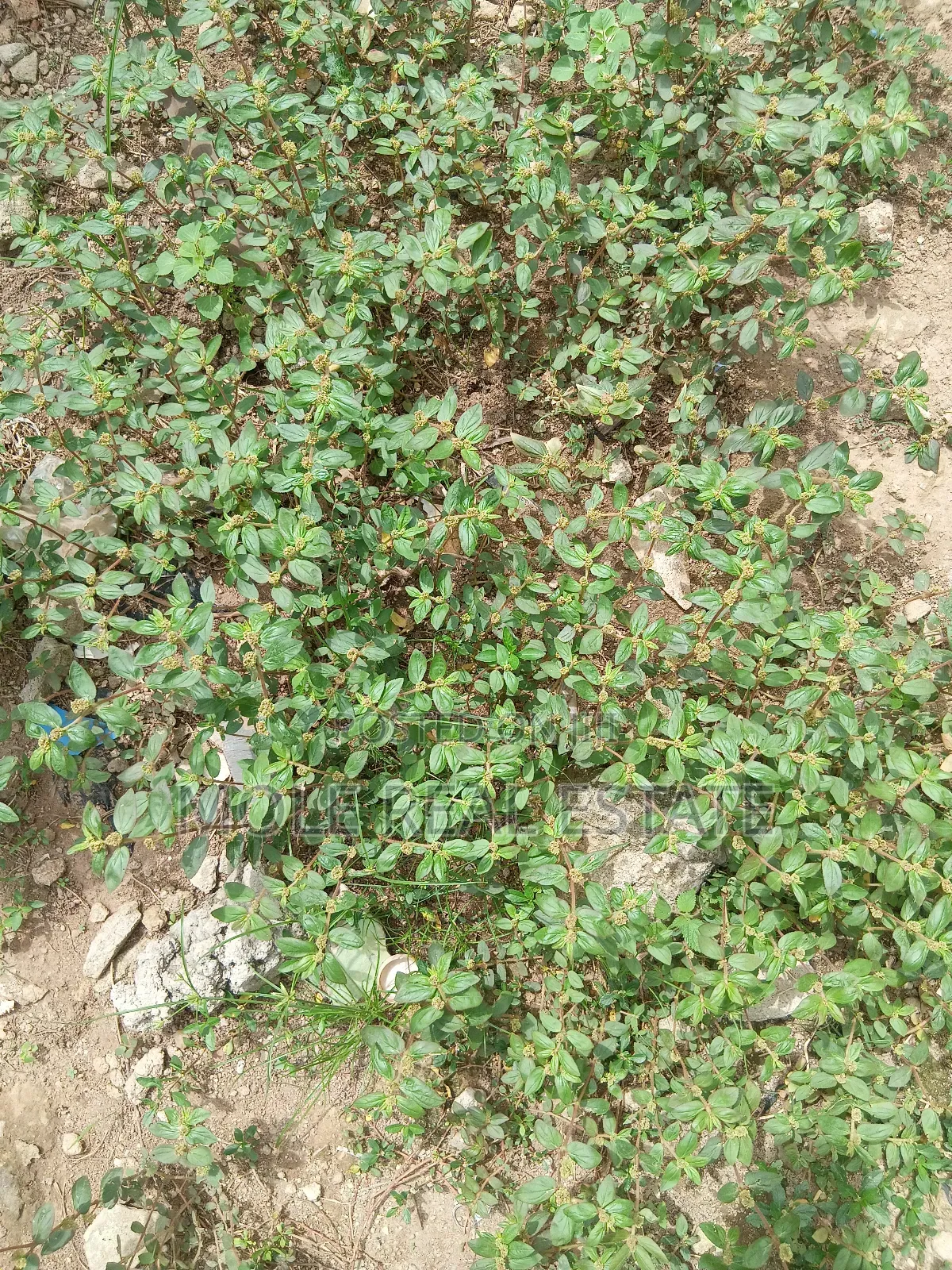 1300sqm (2 Plots) Facing Iyana Oba/ Iyana Ipaja Rd