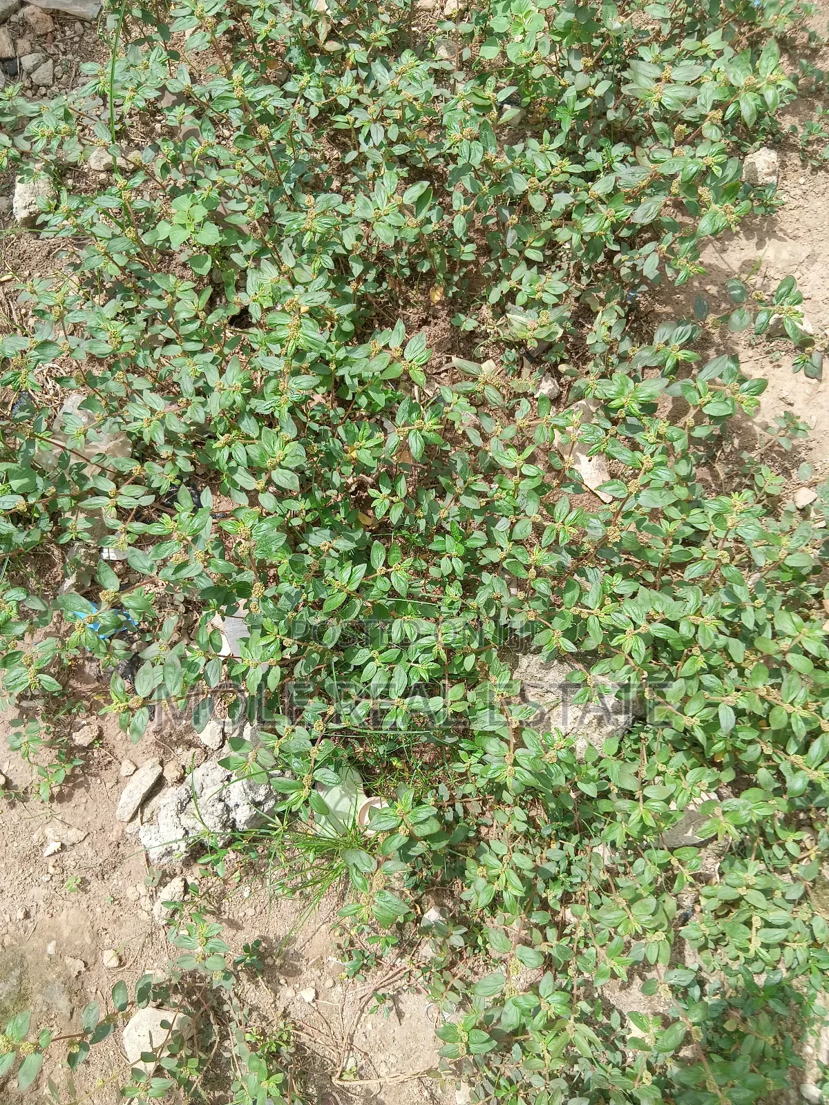 1300sqm (2 Plots) Facing Iyana Oba/ Iyana Ipaja Rd