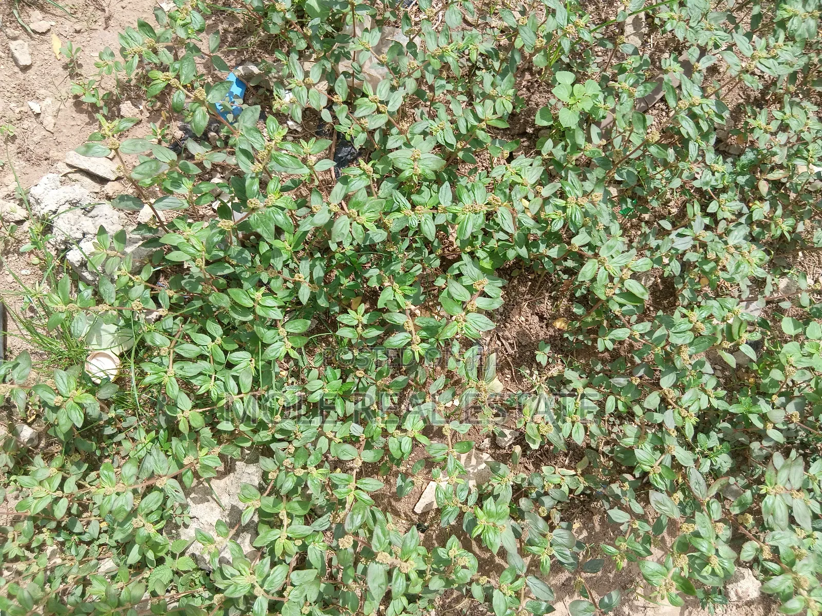700sqm Plot Ikeja 4 Sale/(Jv ) Prime Location