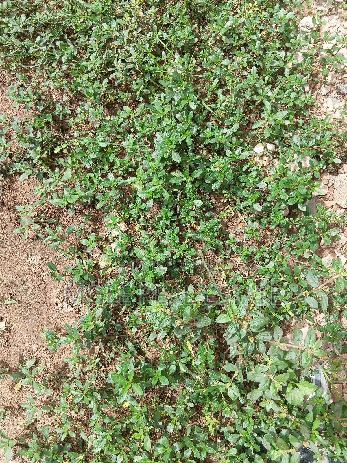 917sqm Plot 4 Sale / (Jv) Ikeja Prime Location