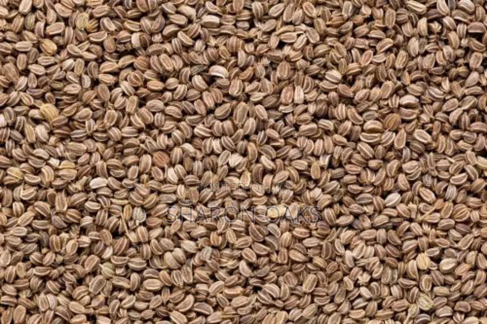 Celery Seed 100g