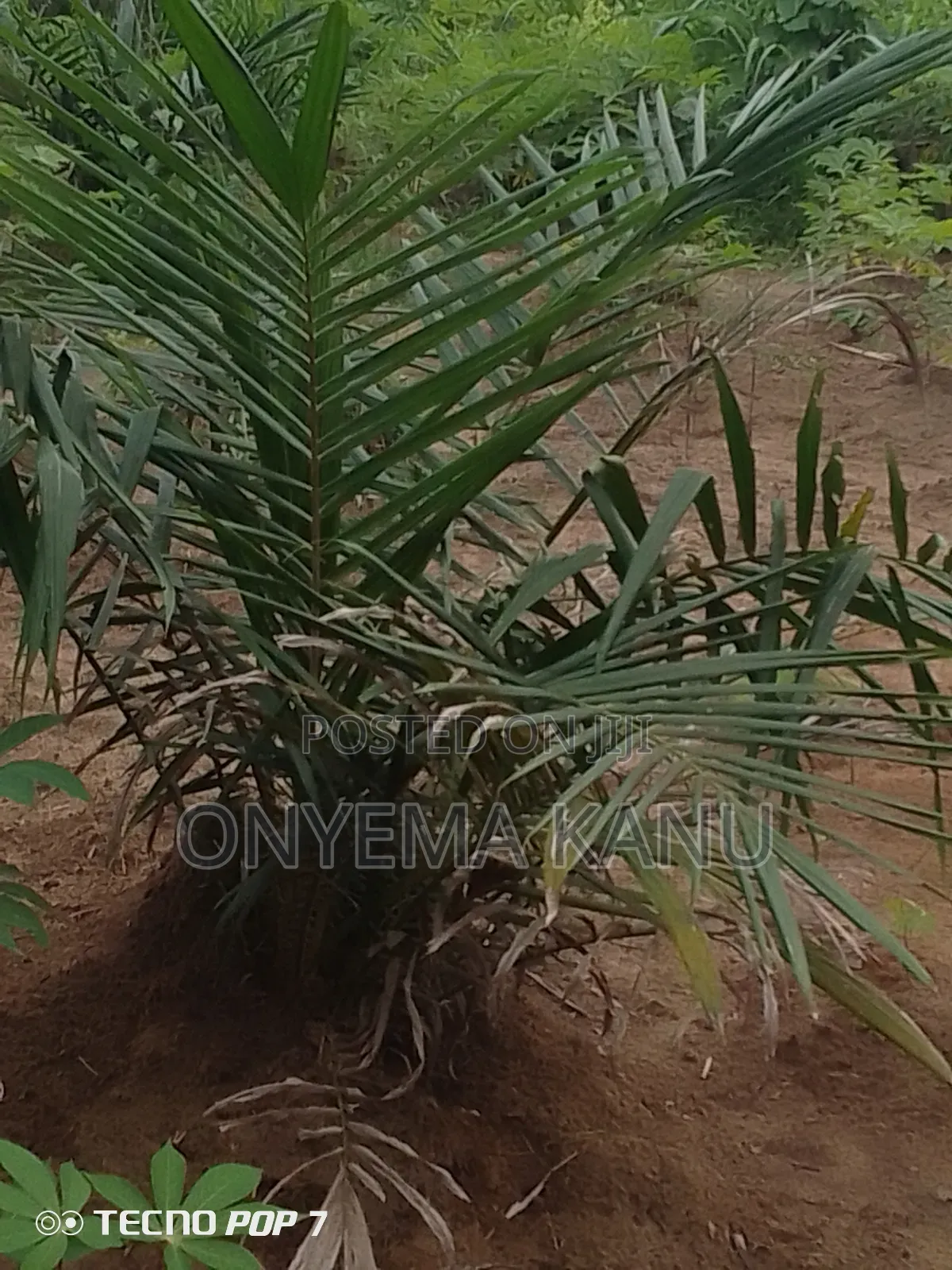 Young Palm Plantation for Sale