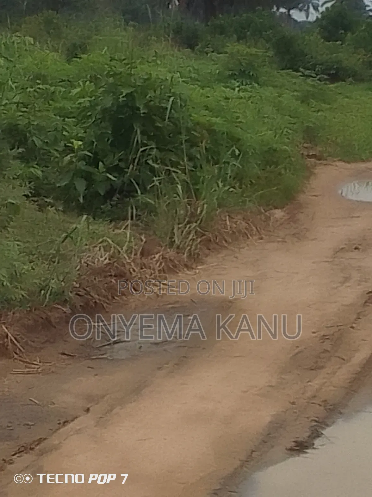Young Palm Plantation for Sale