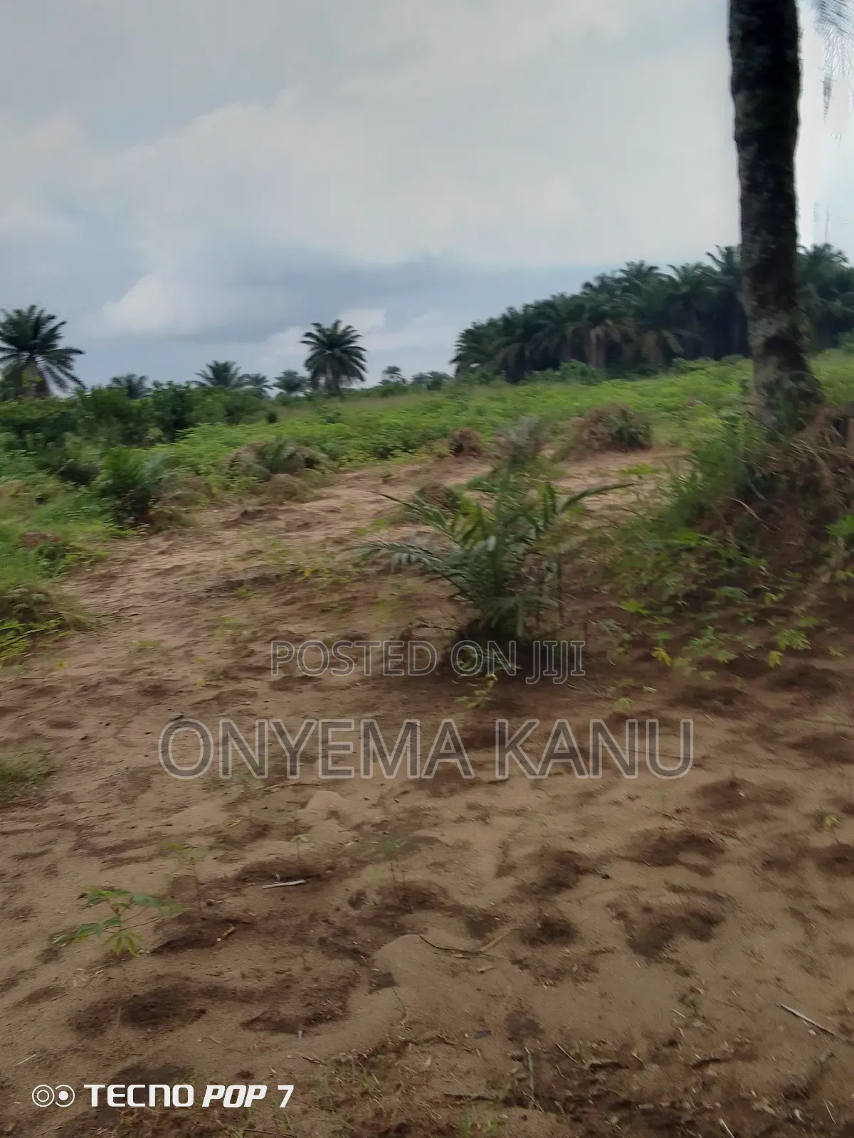 Young Palm Plantation for Sale
