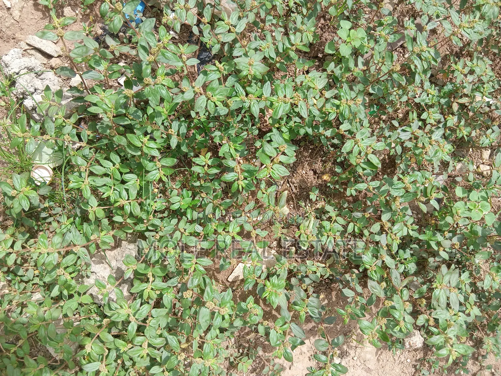 900sqm (One Half ) Plot Opp GTB Carwash Egbeda