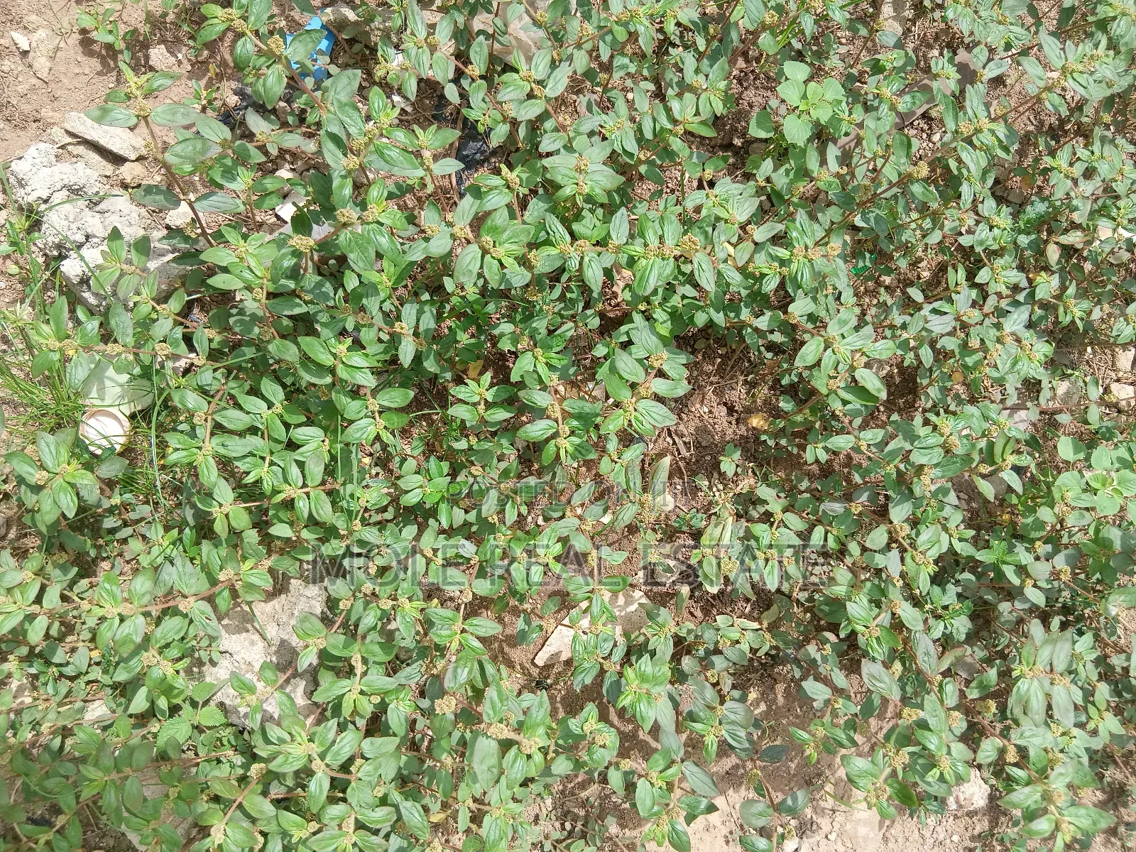 900sqm (One Half ) Plot Opp GTB Carwash Egbeda