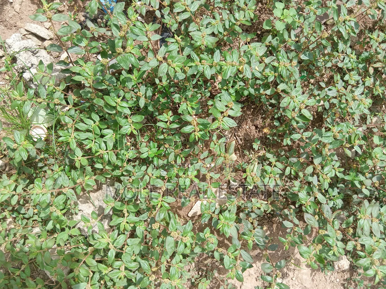 900sqm (One Half ) Plot Opp GTB Carwash Egbeda