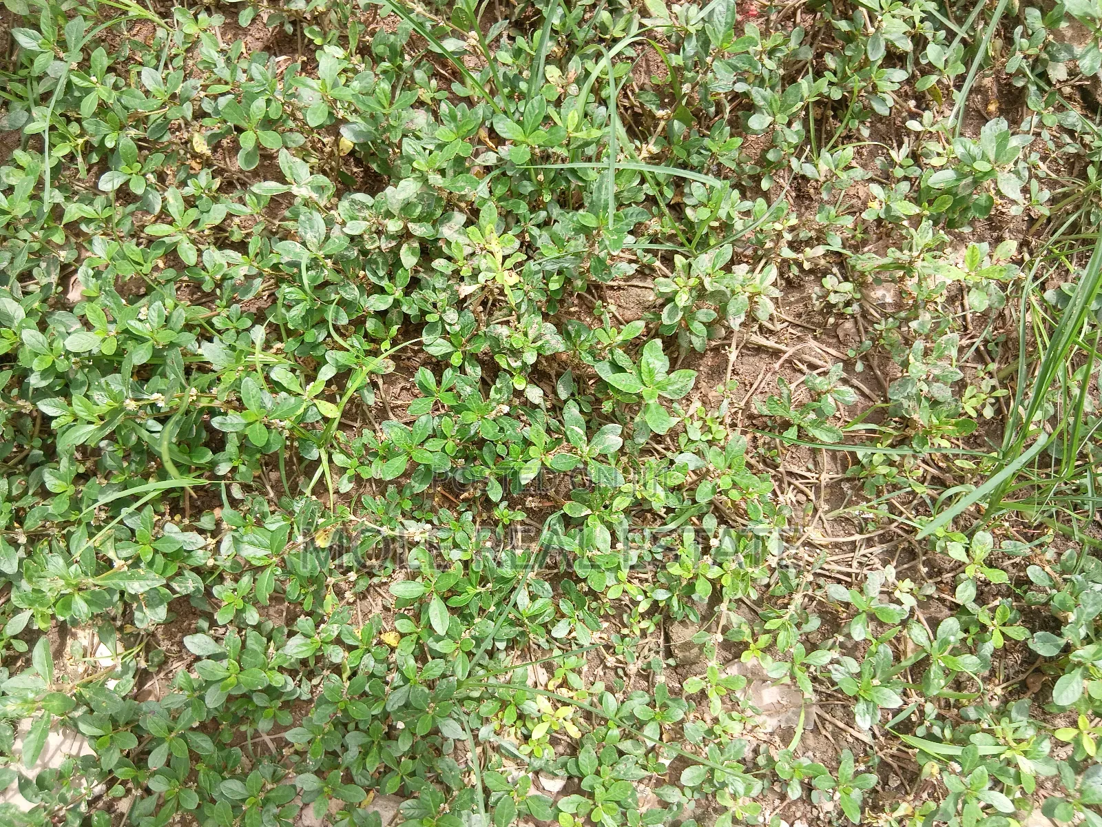 1200sqm Plot Agidingbi Alausa Ikeja Roi