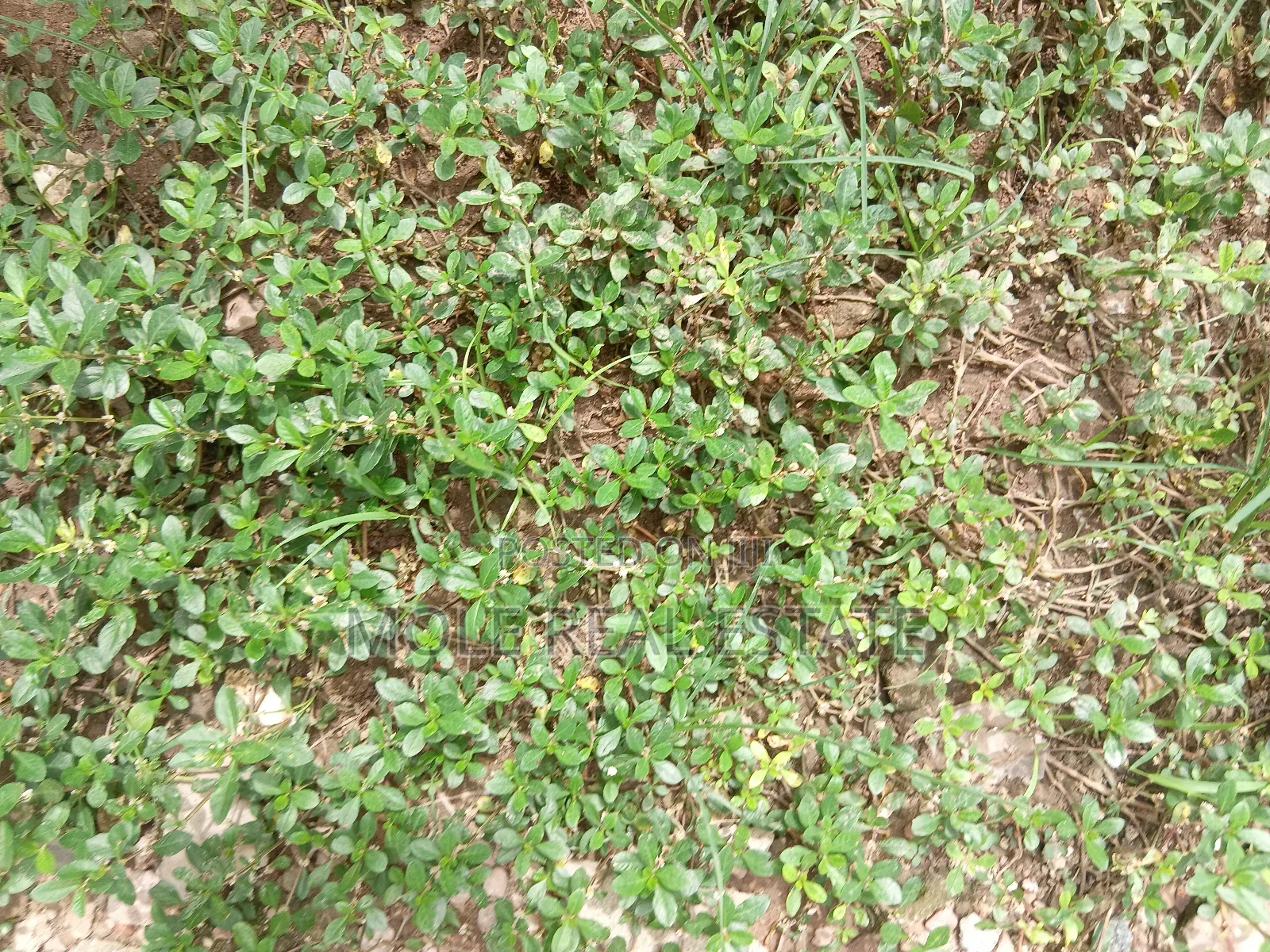 1200sqm Plot Agidingbi Alausa Ikeja Roi