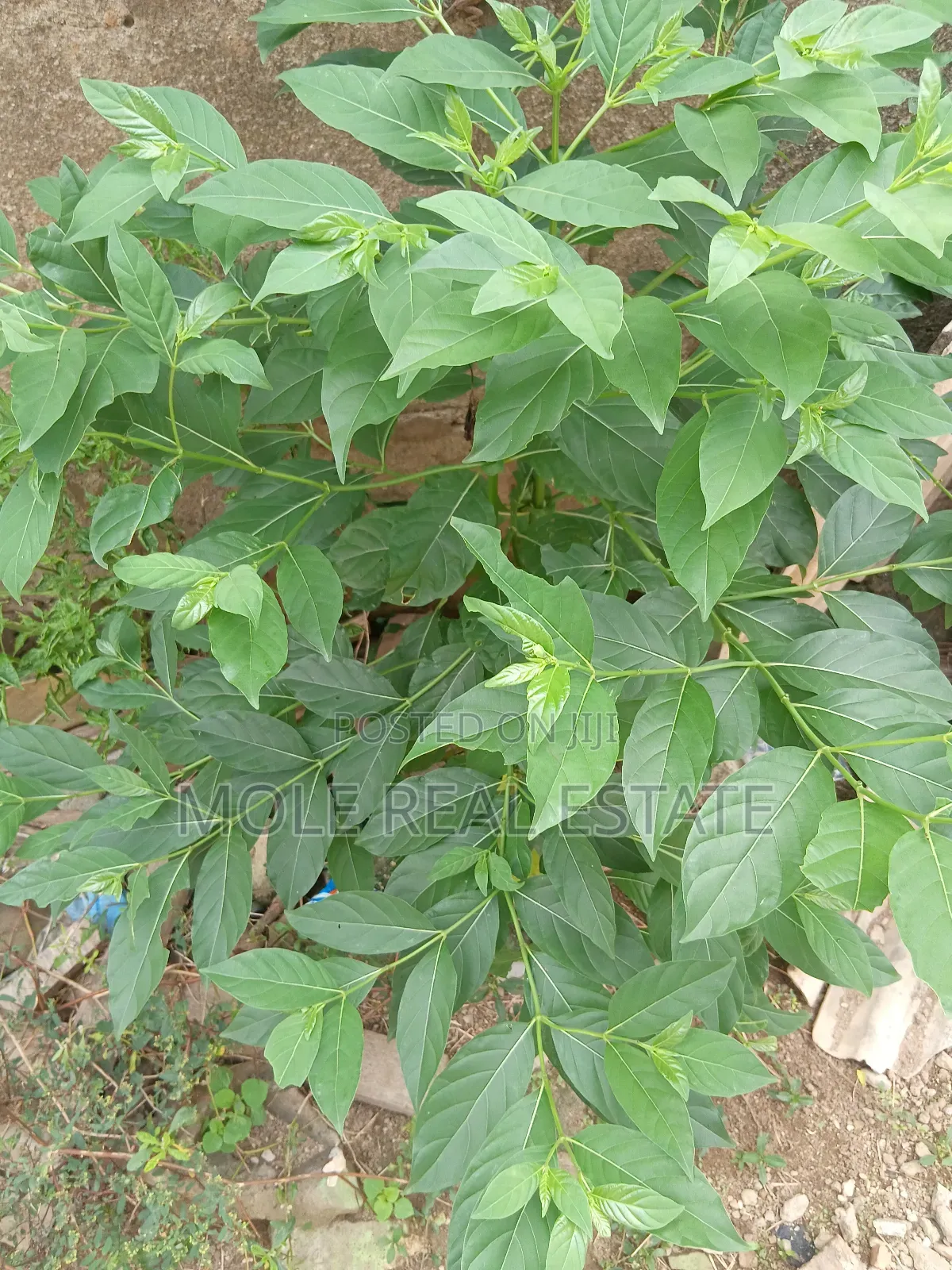 5100sqm Plots Facing Rd Akesan B/S Lasu Isheri Way