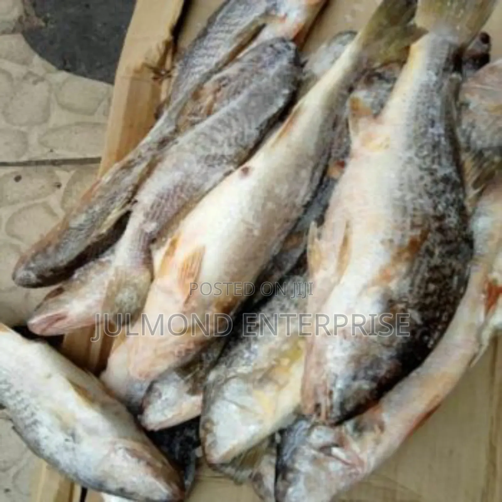 Fresh Frozen Croaker Fish 20kg