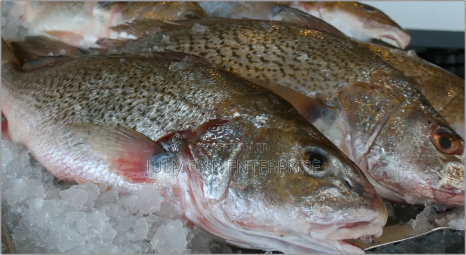 Fresh Frozen Croaker Fish 20kg