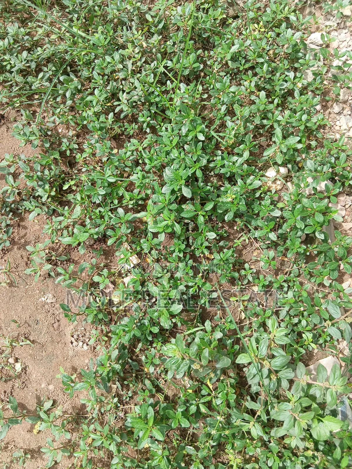 1200sqm ( 2 Plots ) Facing Ijegun/Jakande Rd