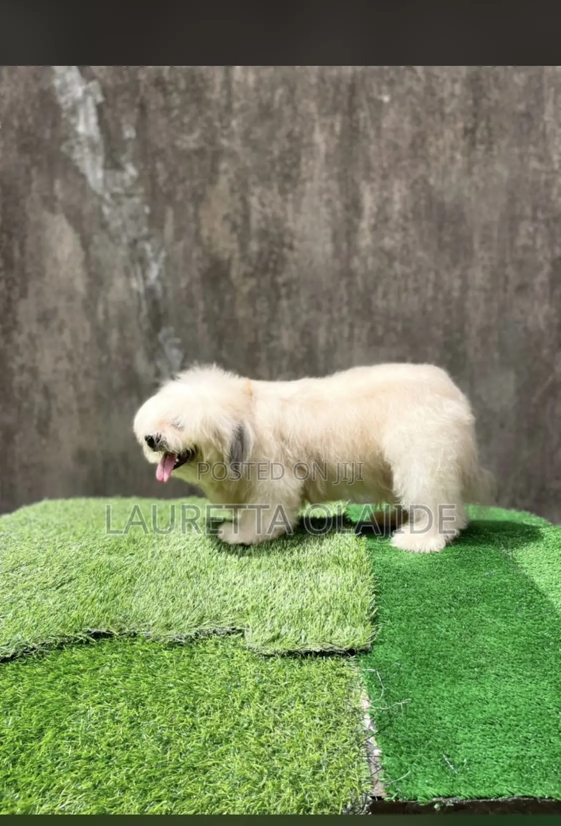 1+ year Male Purebred Lhasa Apso
