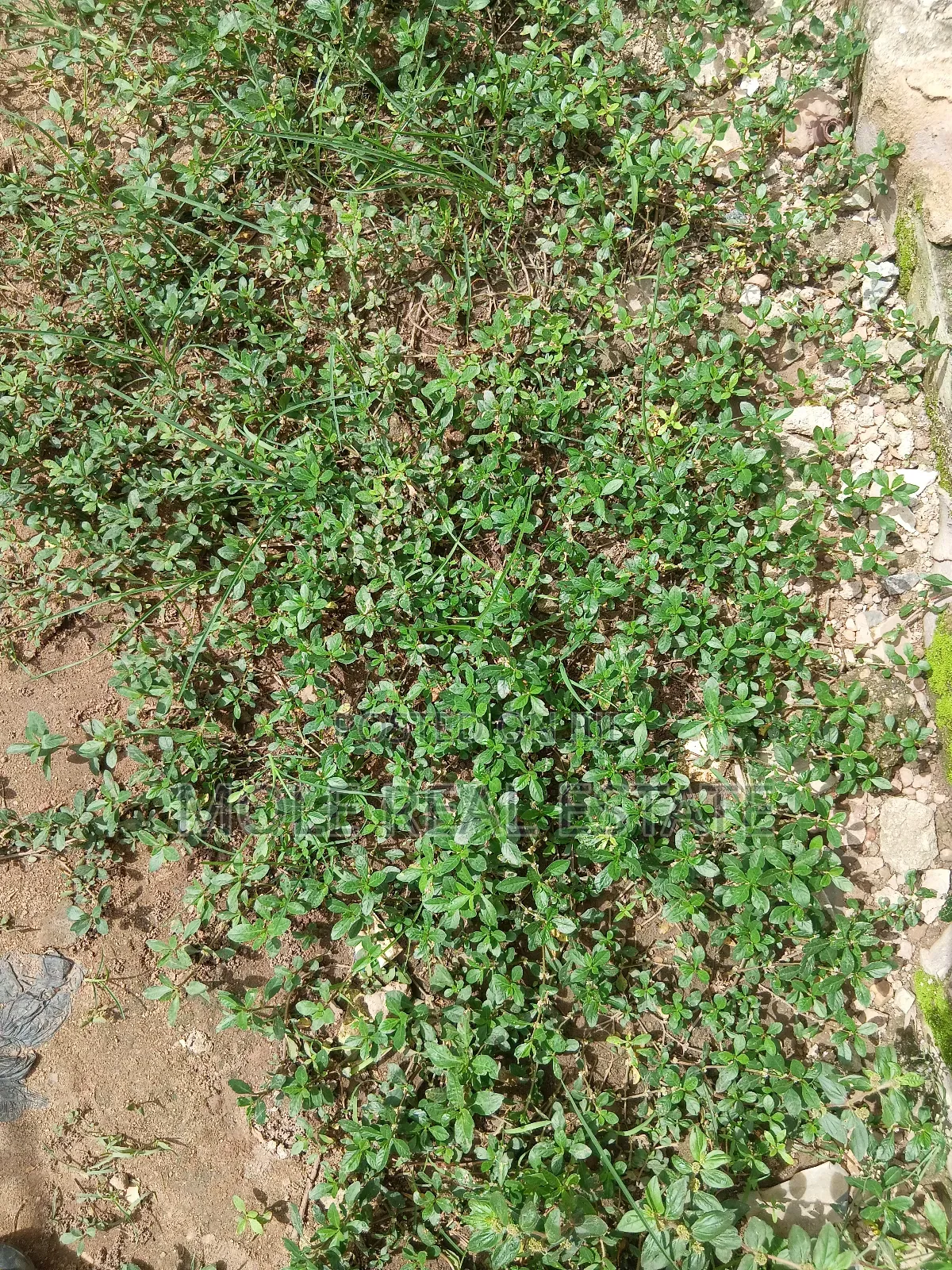 1 332 SQM Mende Maryland ( Jv) Joint Venture Biodun Oyebolu