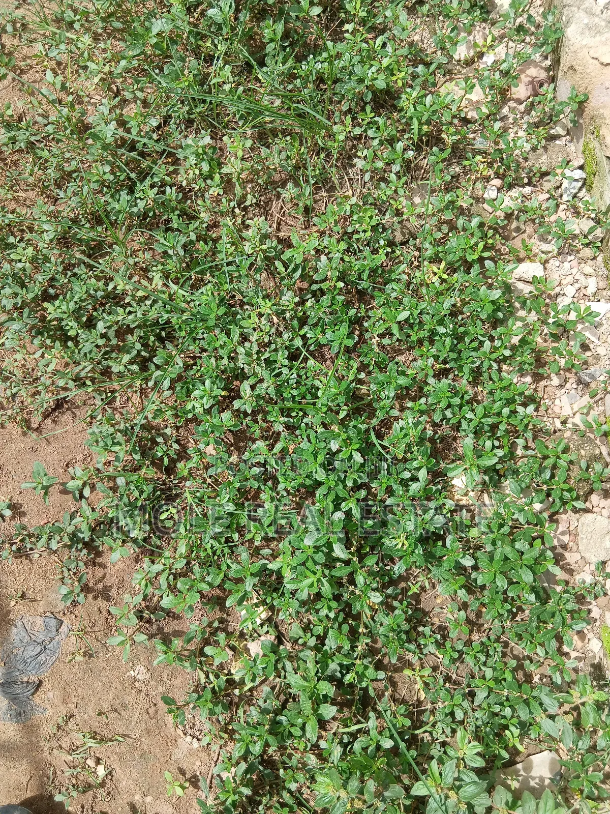 1 332 SQM Mende Maryland ( Jv) Joint Venture Biodun Oyebolu