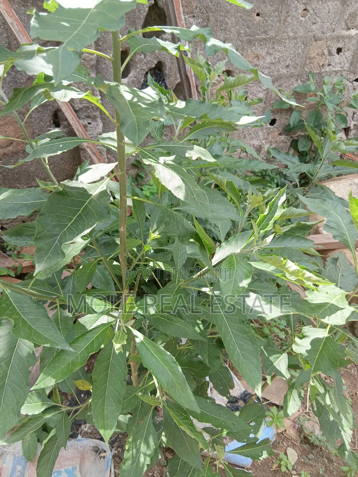 Plots of Land 4 Sale/(Jv ) Lekii List Updated June 2025