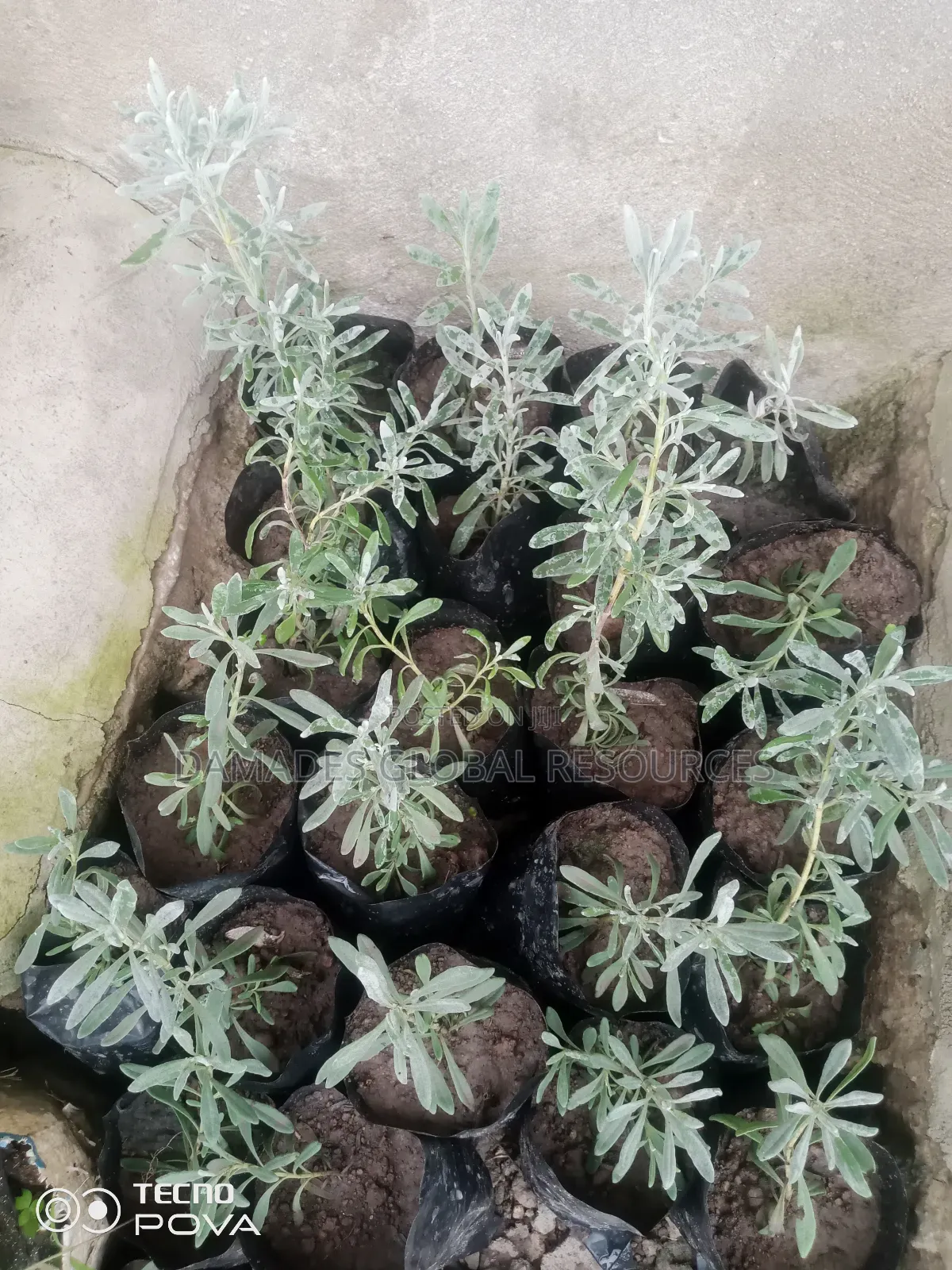 Lavender Seedlings