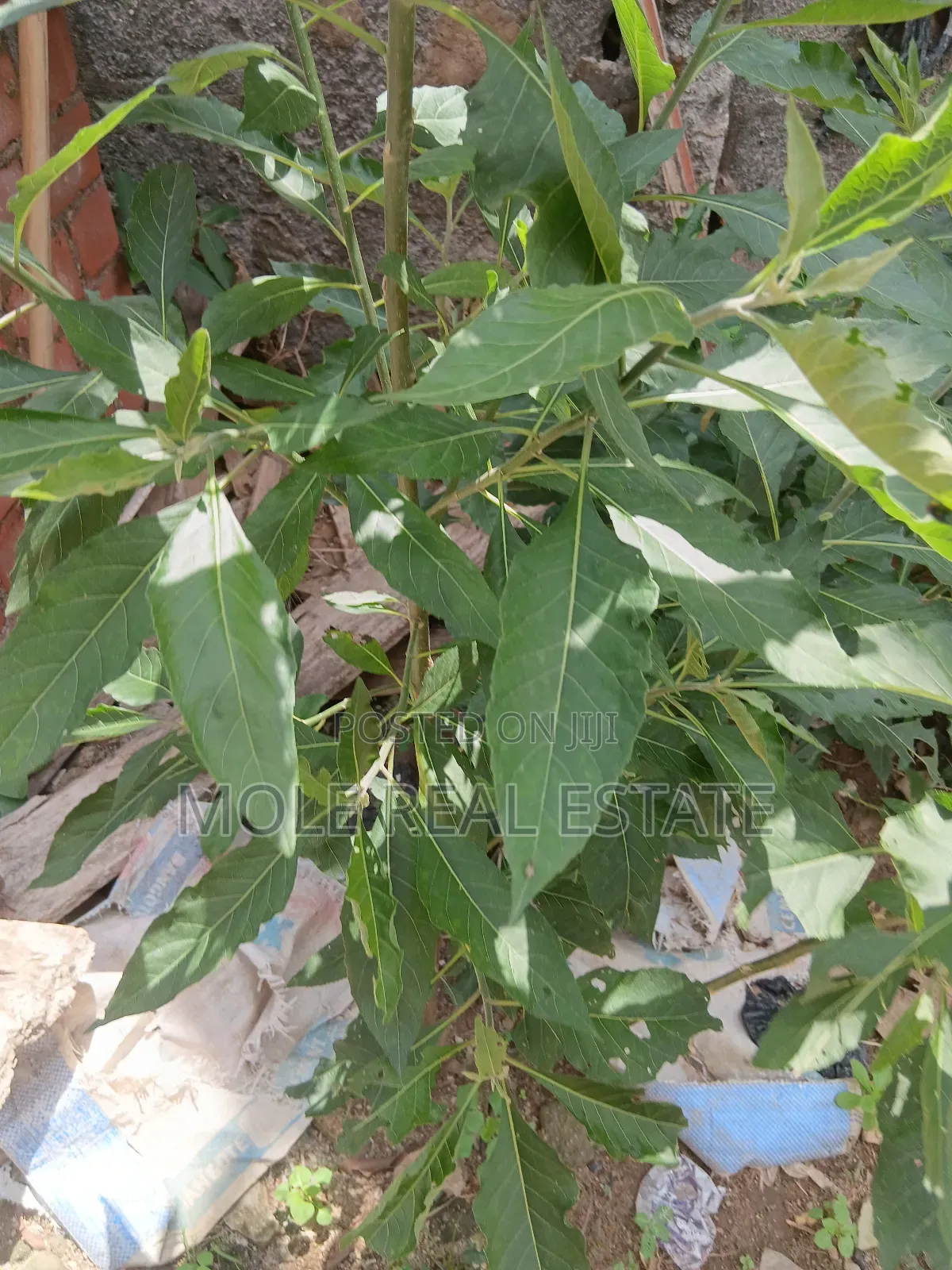 1700sqm Plots Ikoyi 4 Sale / ( Jv) Joint Venture June2025