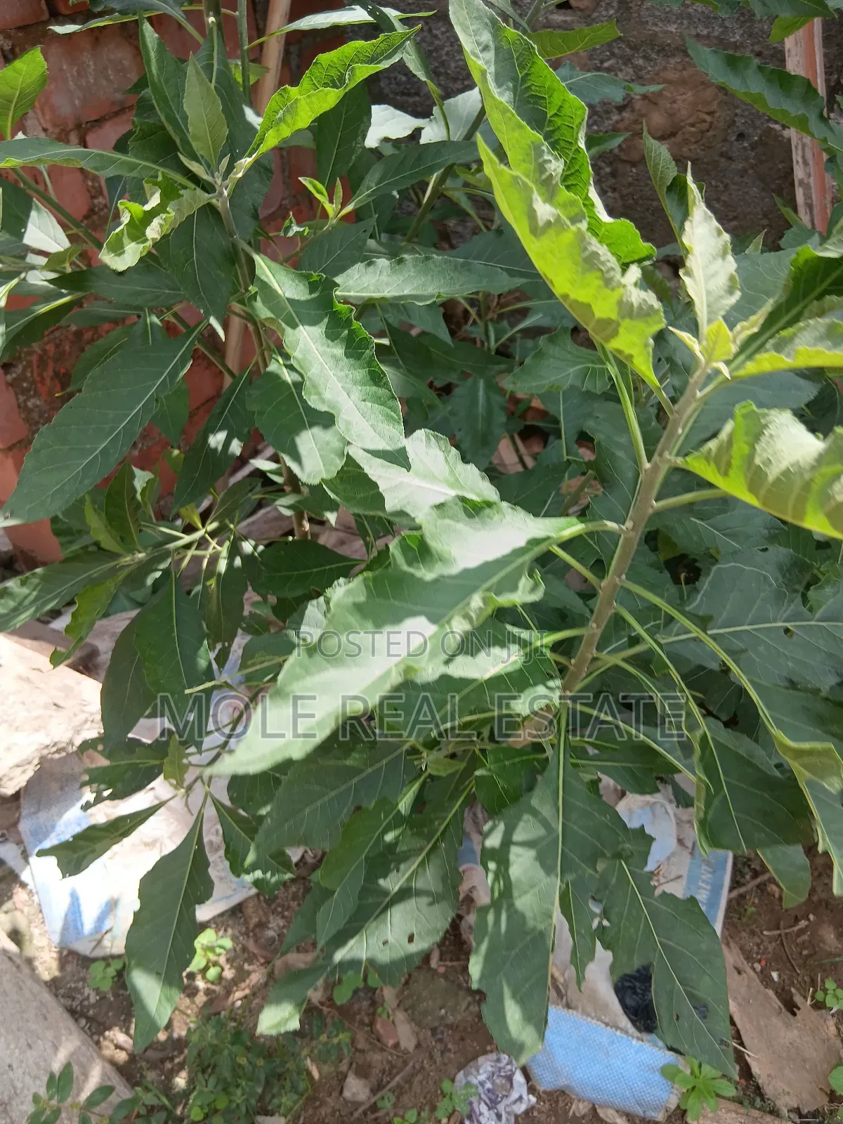 1700sqm Plots Ikoyi 4 Sale / ( Jv) Joint Venture June2025