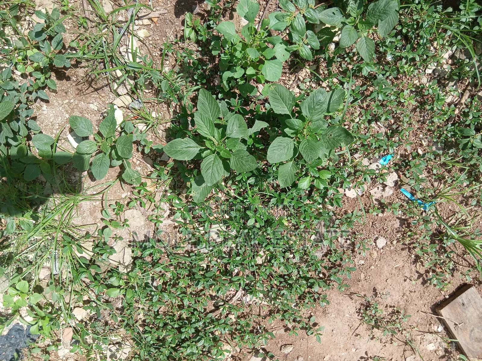 300sqm (Half Plot) 4 Sale Anthony Village