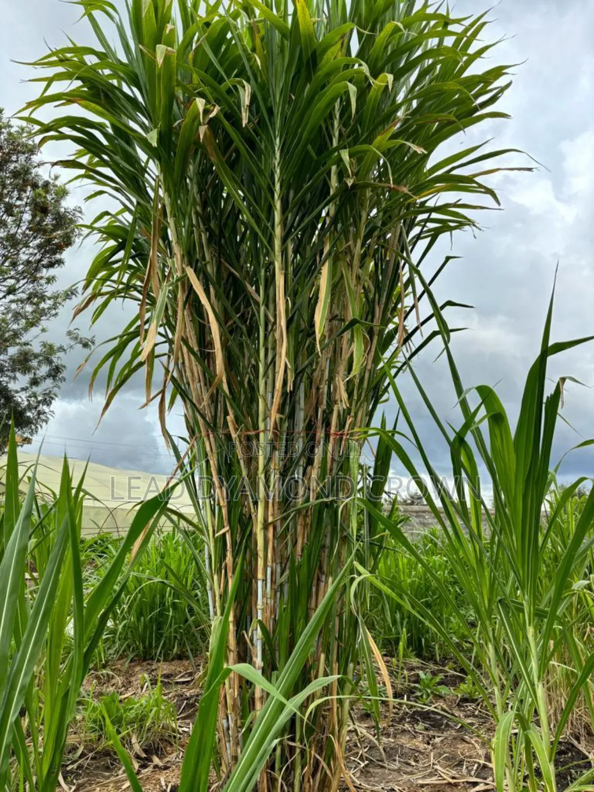 Juncao Grass Cuttings