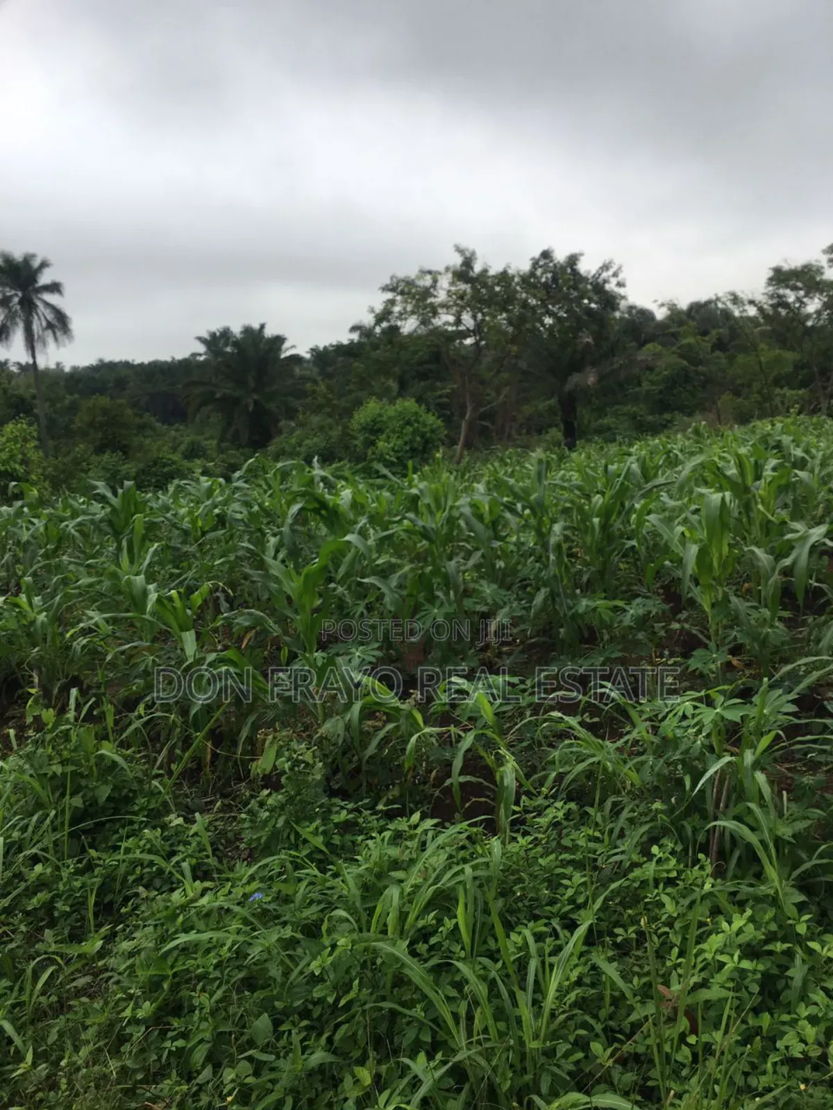 7 Acres of Farmland for Sale at Ojedeji Off Ijaye-Iseyin Exp
