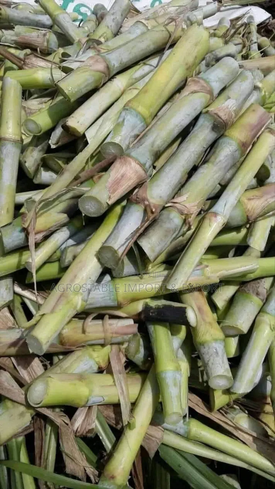 Super Napier Grass Cutting (100pcs)