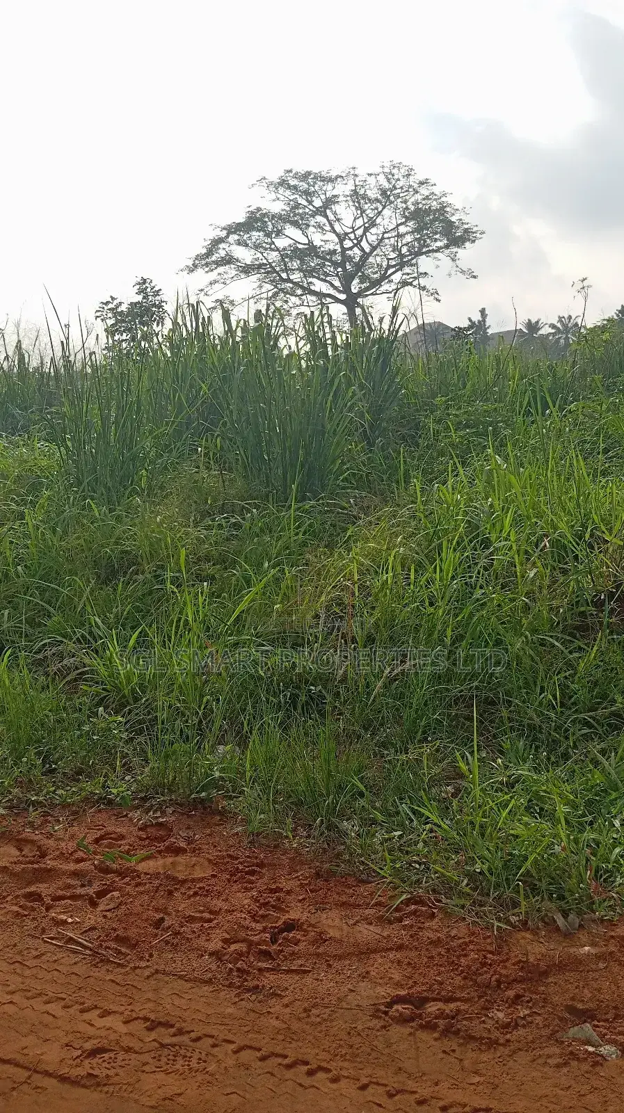 One Plot of Land at Nibo