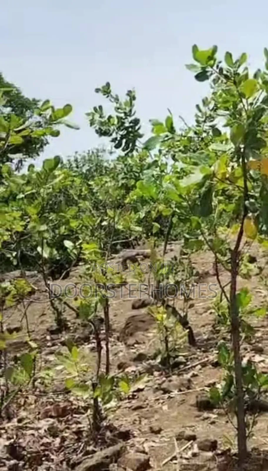 1.23 Hectares Land in Wawa for Sale