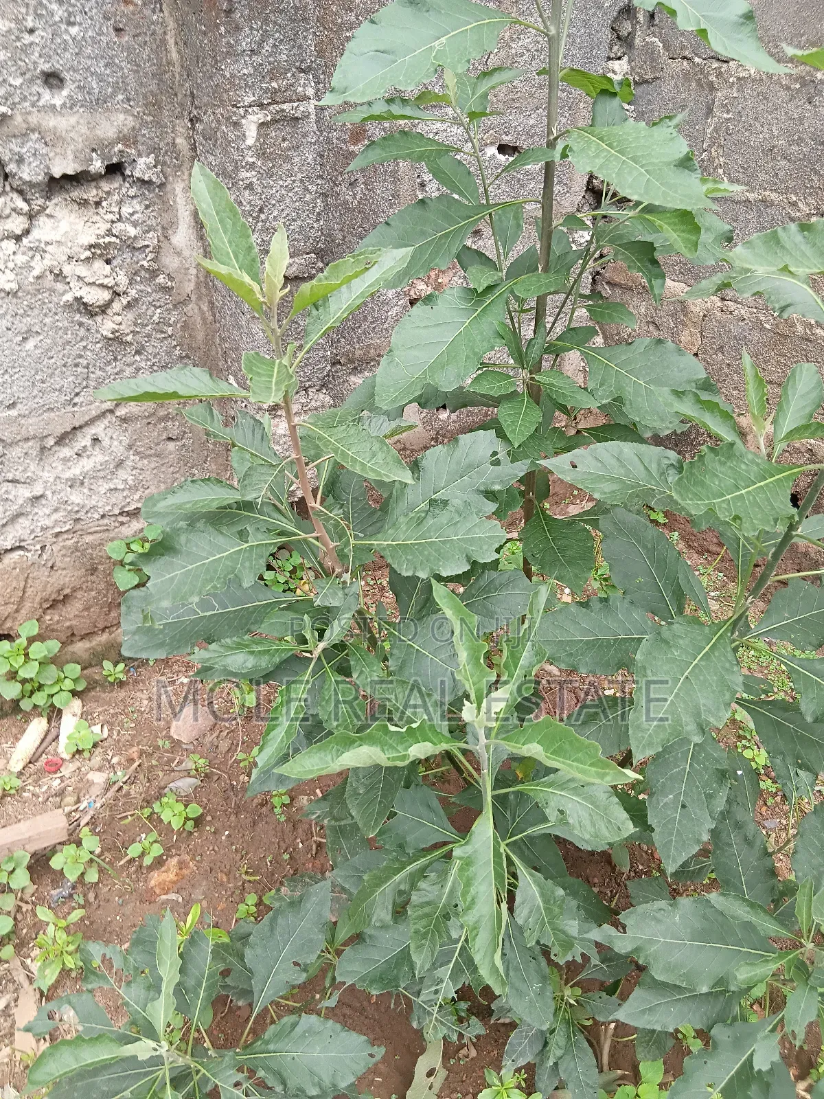 3 Full Plots Ikotun Iguando Prime Location