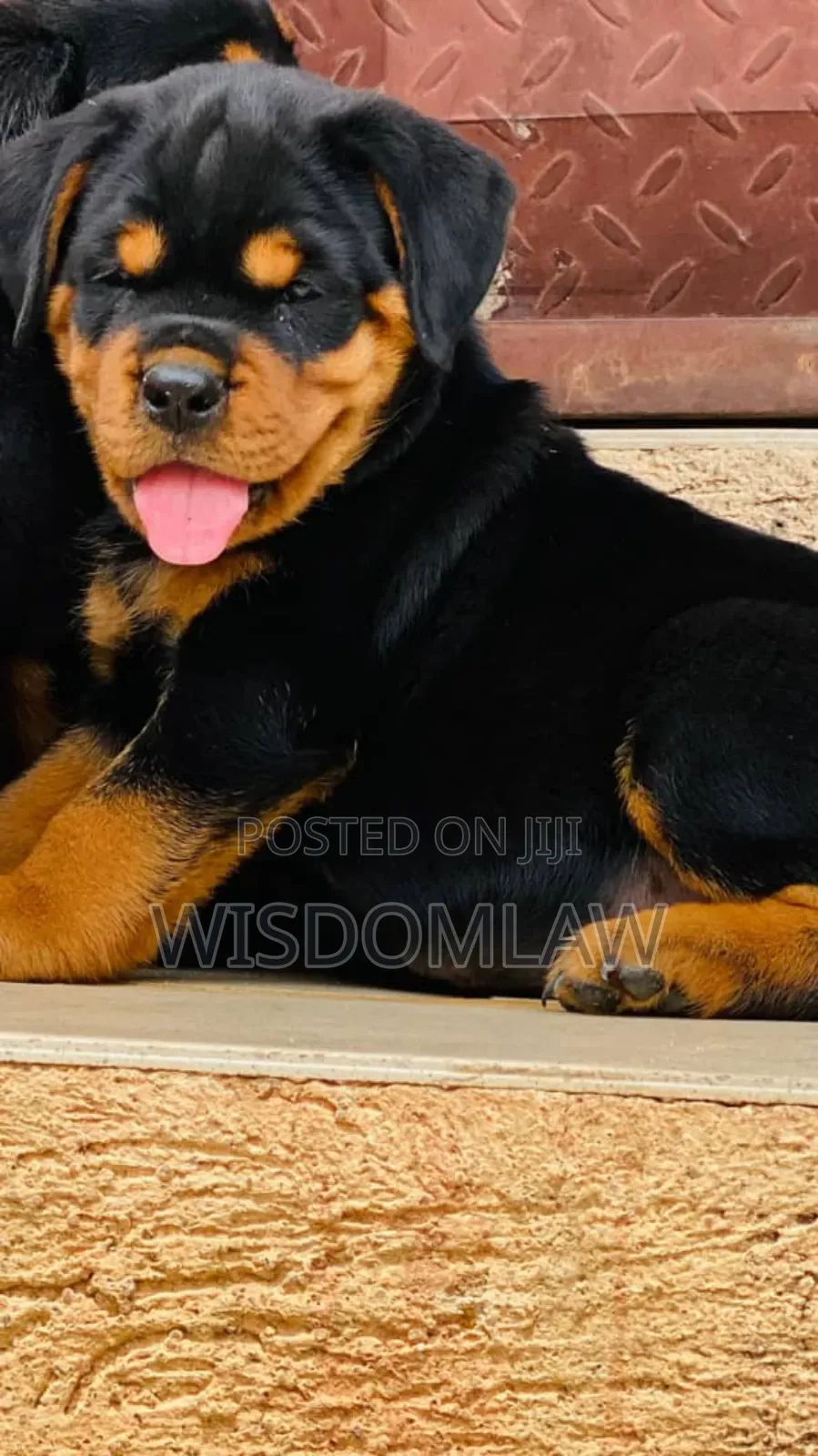 1-3 months Male Purebred Rottweiler