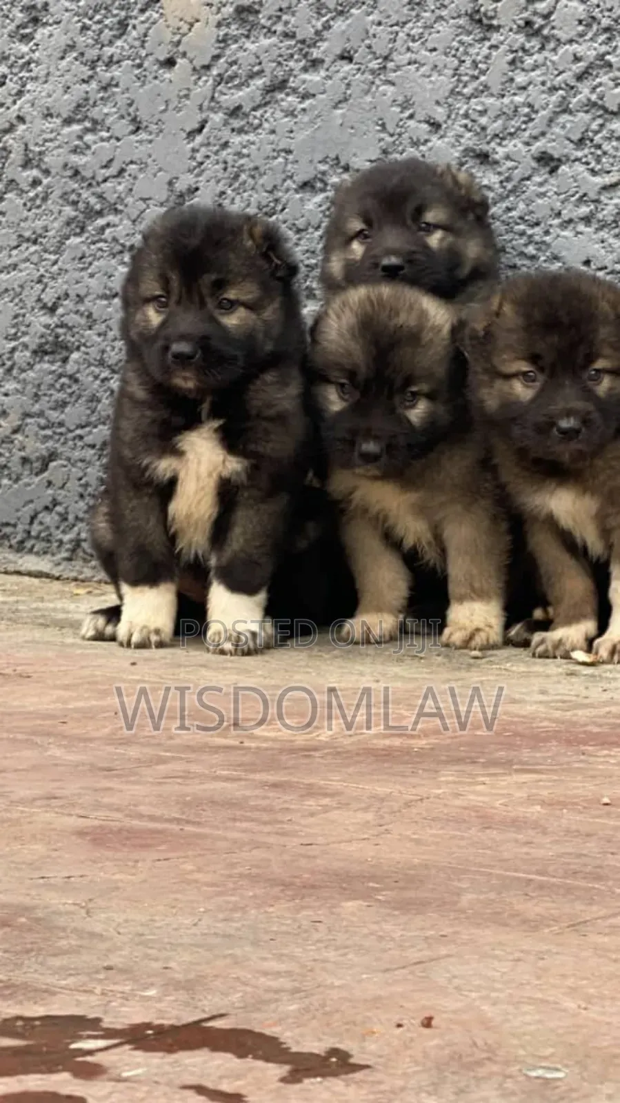 1-3 months Male Purebred Caucasian Shepherd