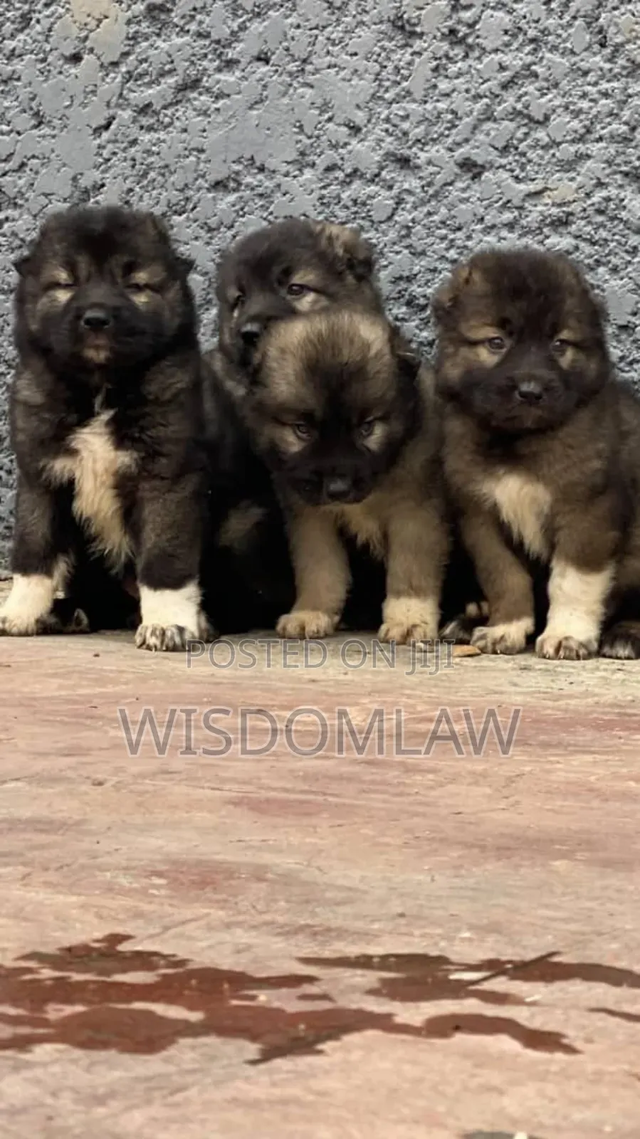 1-3 months Female Purebred Caucasian Shepherd