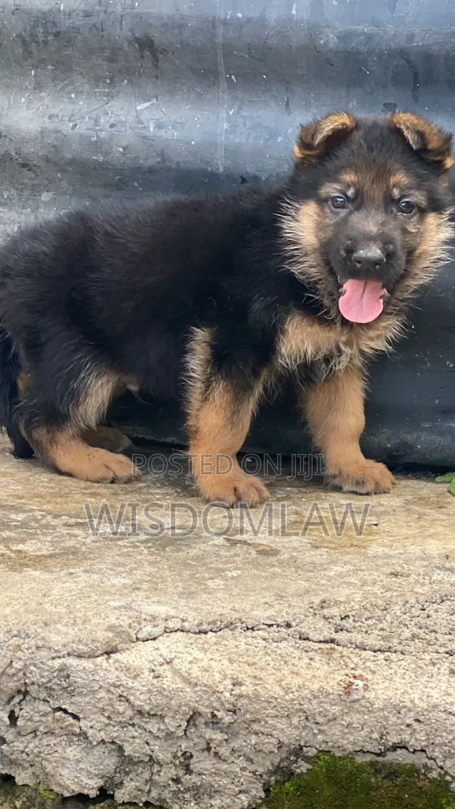 1-3 months Female Purebred German Shepherd