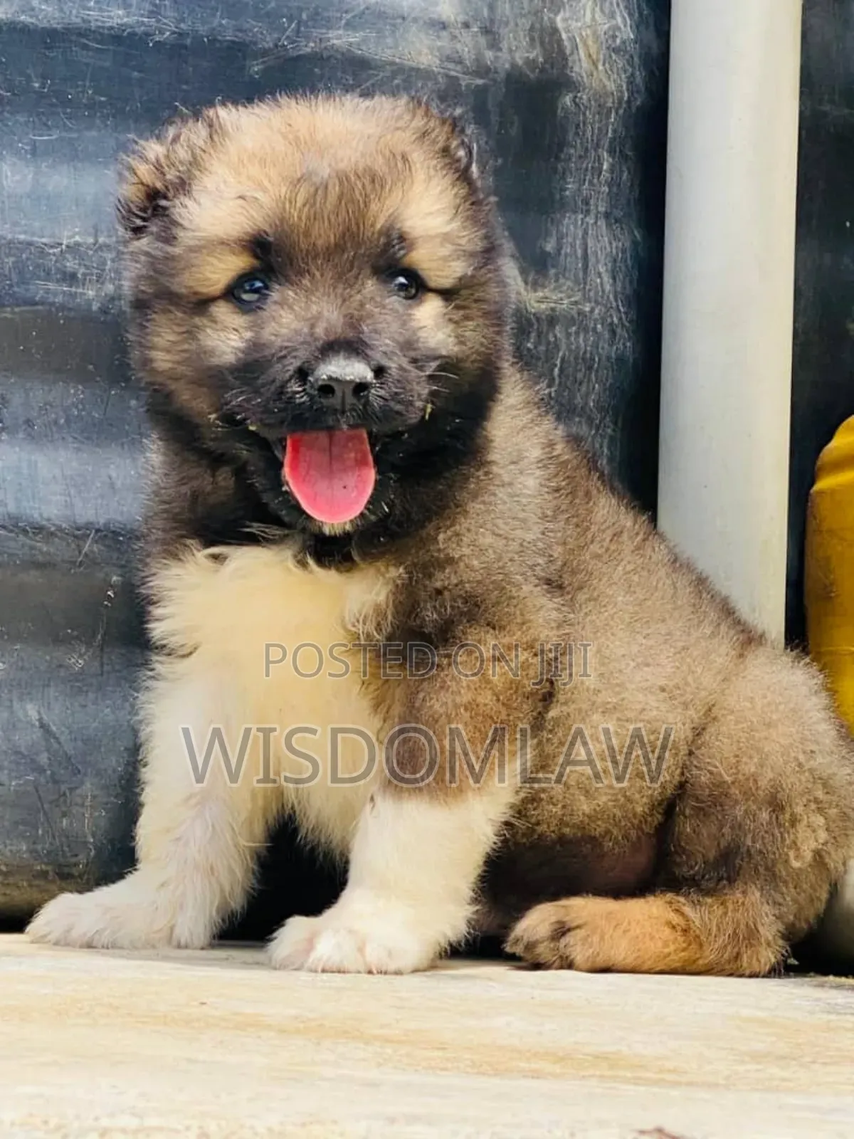 1-3 months Male Purebred Caucasian Shepherd