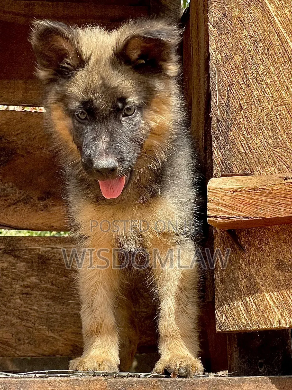 1-3 months Male Purebred German Shepherd