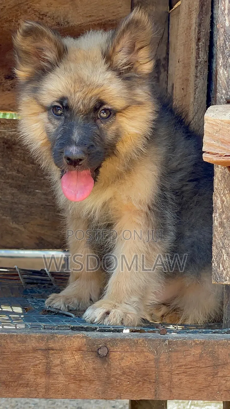 1-3 months Female Purebred German Shepherd