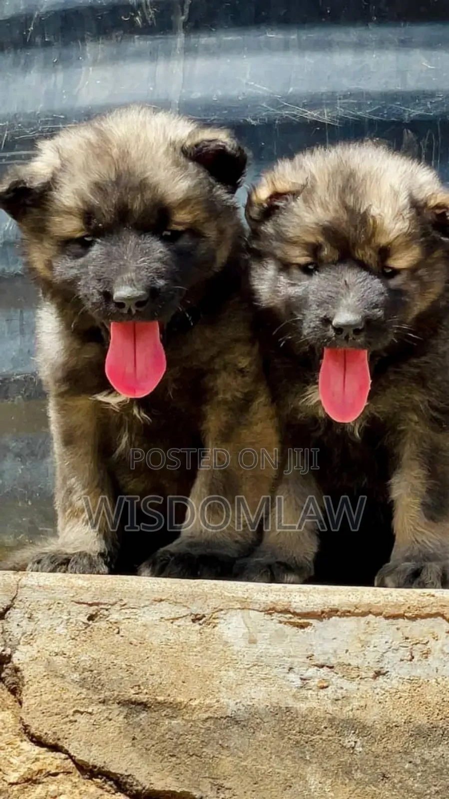 1-3 months Male Purebred Caucasian Shepherd