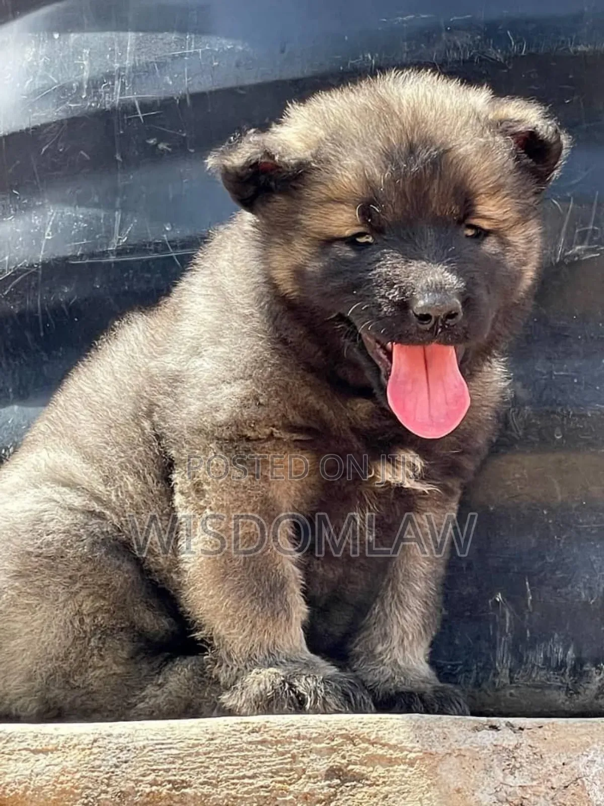 1-3 months Male Purebred Caucasian Shepherd