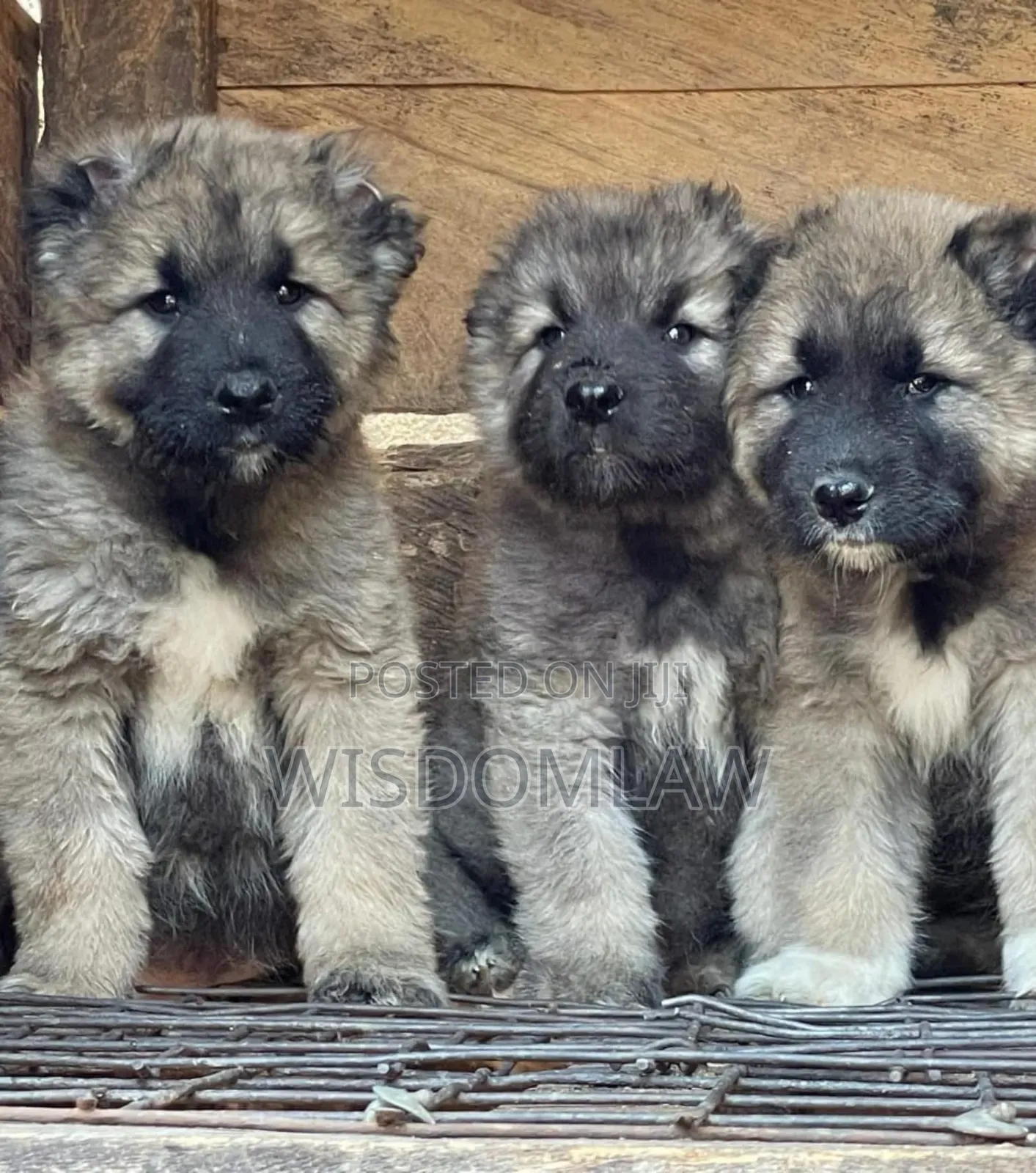 1-3 months Female Purebred Caucasian Shepherd