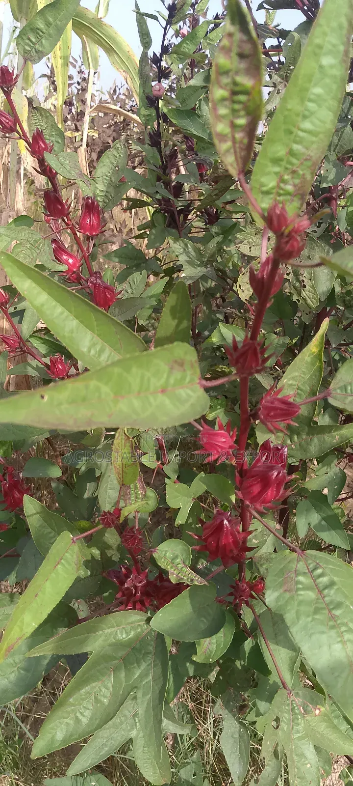 Hibiscus Flower Seeds
