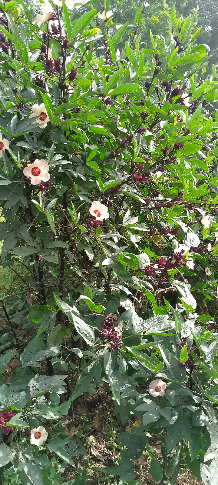Hibiscus Flower Seeds