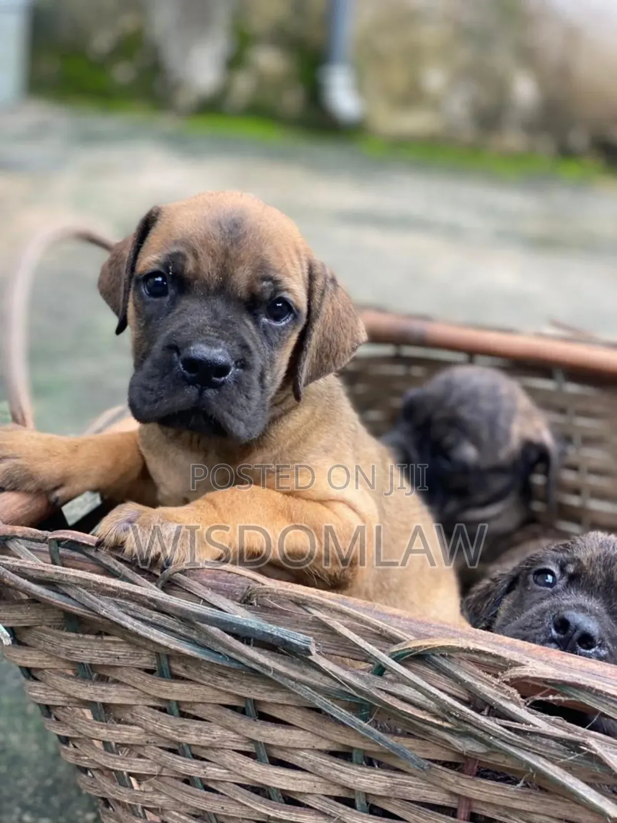 1-3 months Male Purebred Boerboel