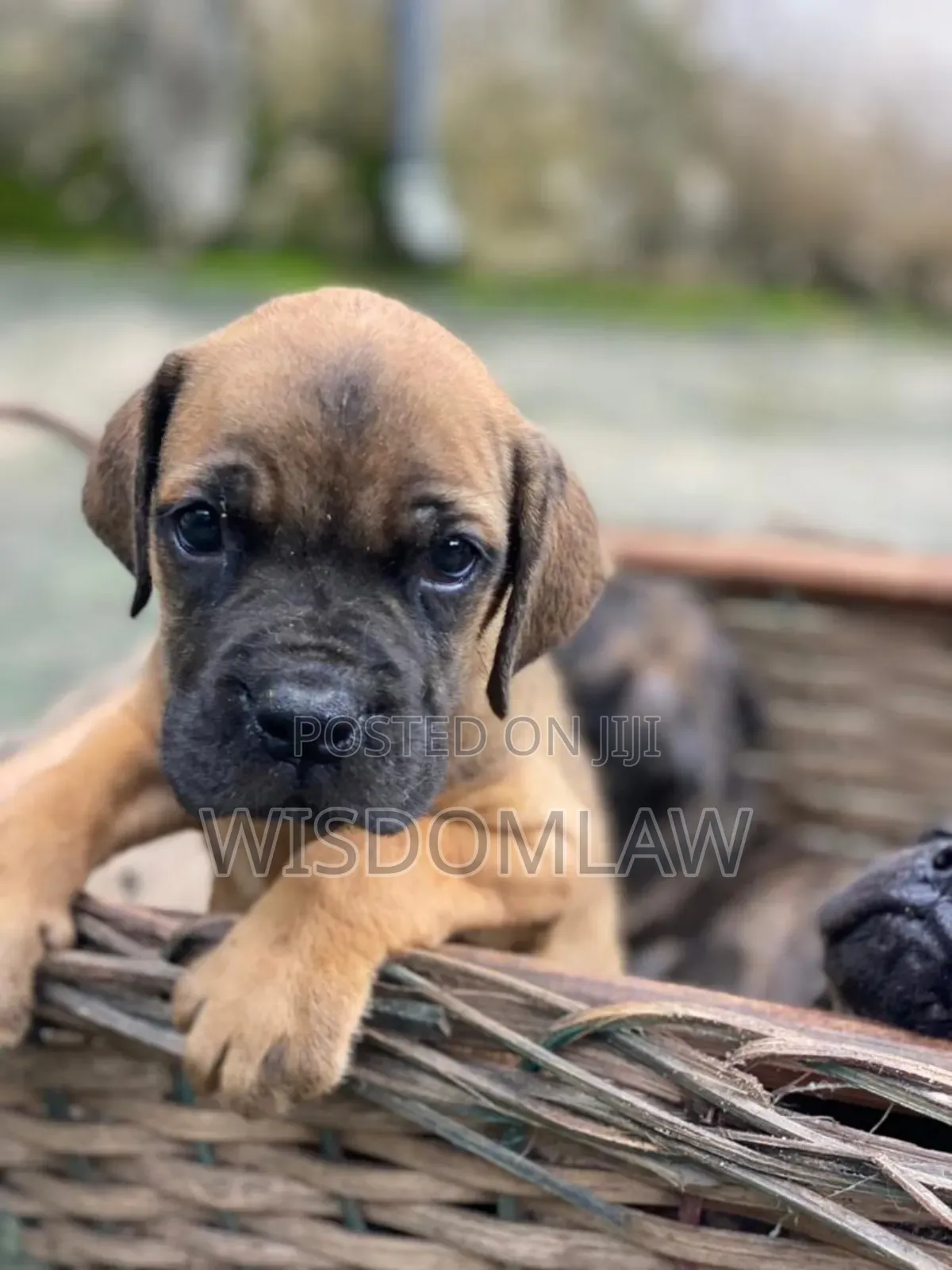1-3 months Male Purebred Boerboel