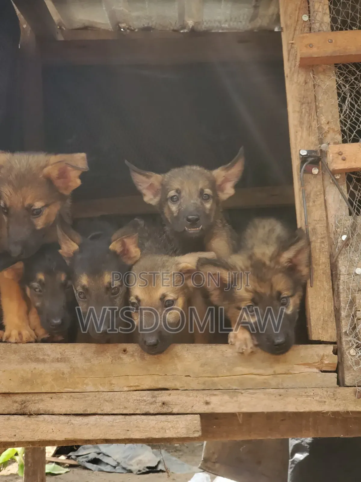 1-3 months Female Purebred German Shepherd