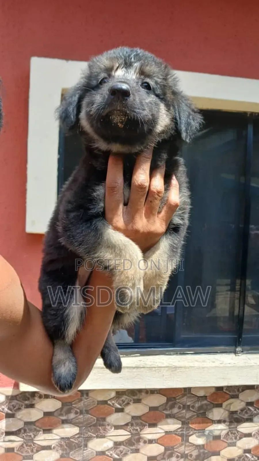 1-3 months Male Purebred German Shepherd